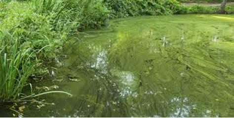A photograph of cyanobacteria.
