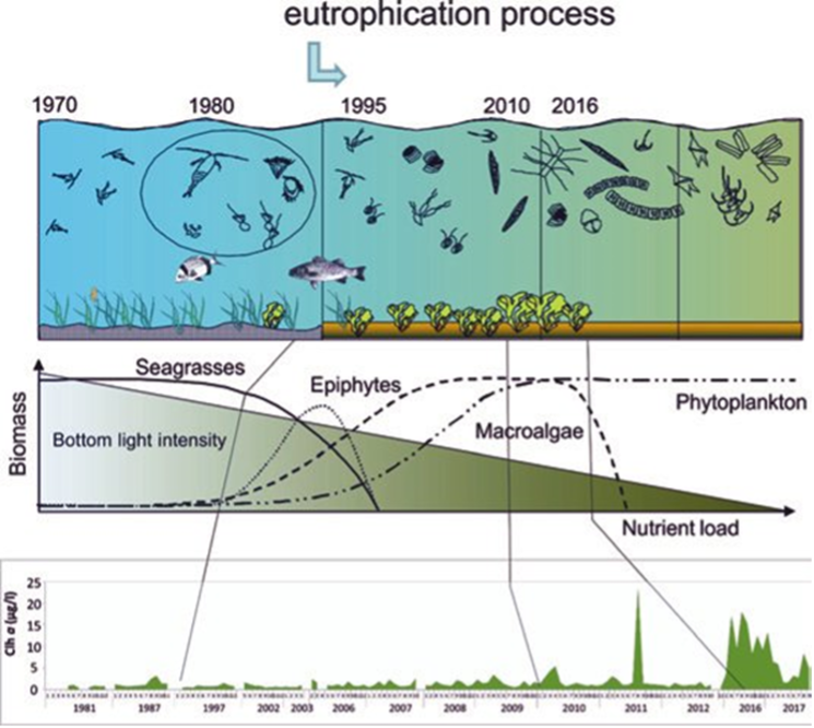 Example of the process of eutrophication of a coastal water body with the addition of nutrients from groundwater and runoff: Increased growth of phytoplankton, shading of eelgrass beds, and ultimately loss of eelgrass, excess growth of phytoplankton and anoxic conditions on the seabed due to bacterial decomposition of organic matter. From: Perez-Ruzafa, Marcos, and Pérez-Ruzafa, 2018